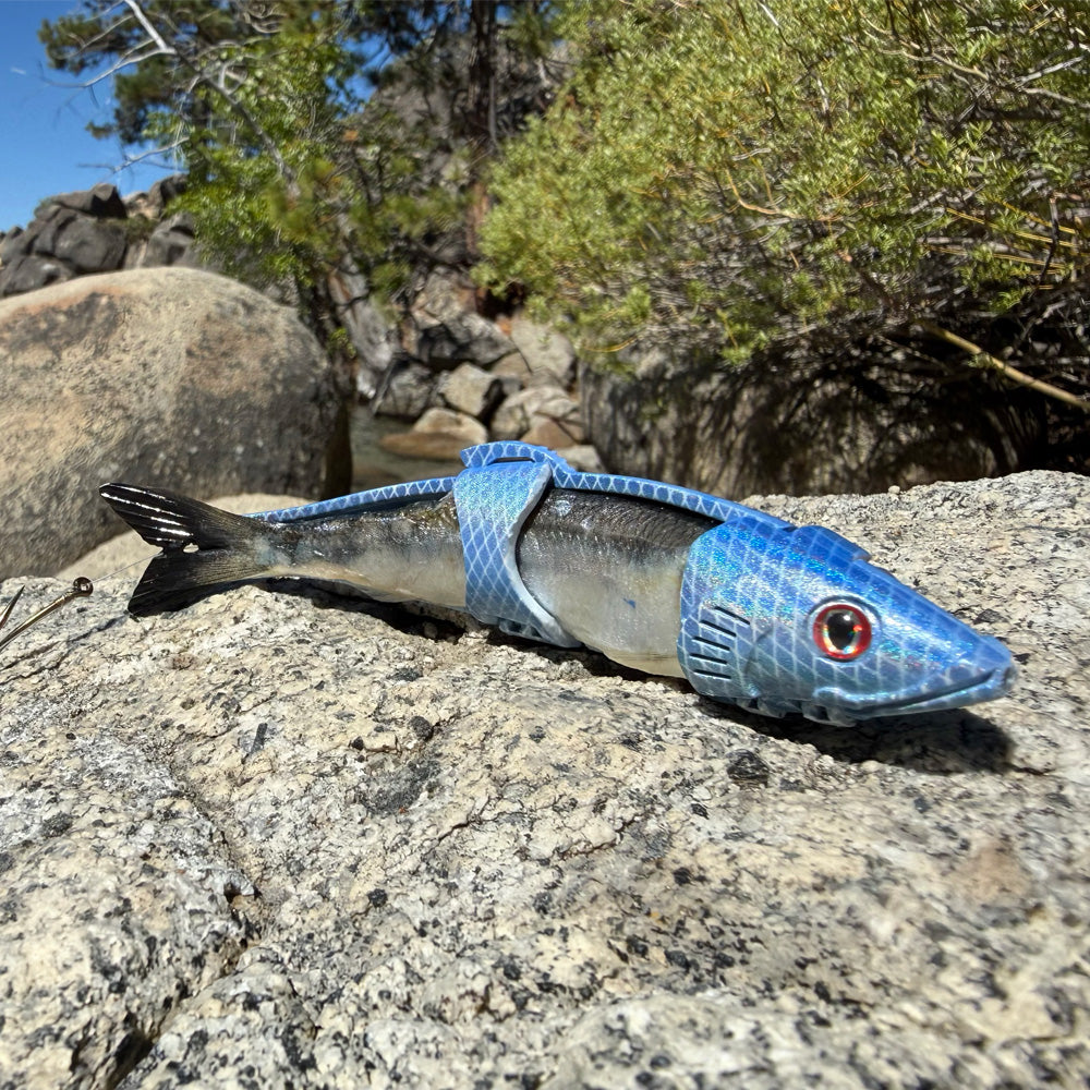 Blue Herring 6"